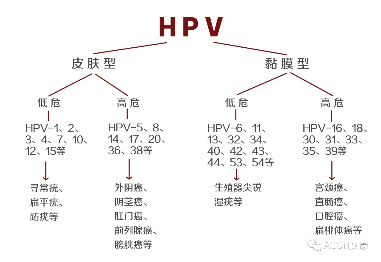 HPV疫苗有必要打嗎？二價(jià)、四價(jià)、九價(jià)要如何選擇！